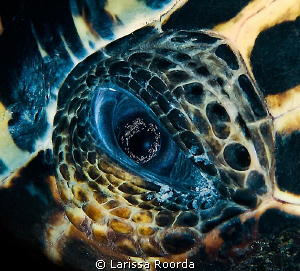 The inquisitive eye... by Larissa Roorda 